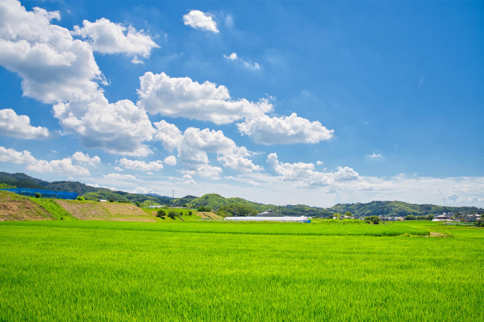 田んぼの土地活用方法には何がある？おすすめの土地活用方法や注意点を解説