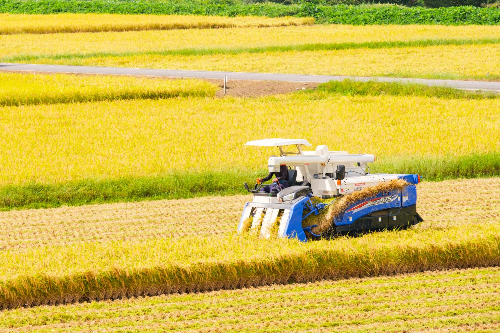 田んぼのままで土地を活用したい方におすすめの方法3選