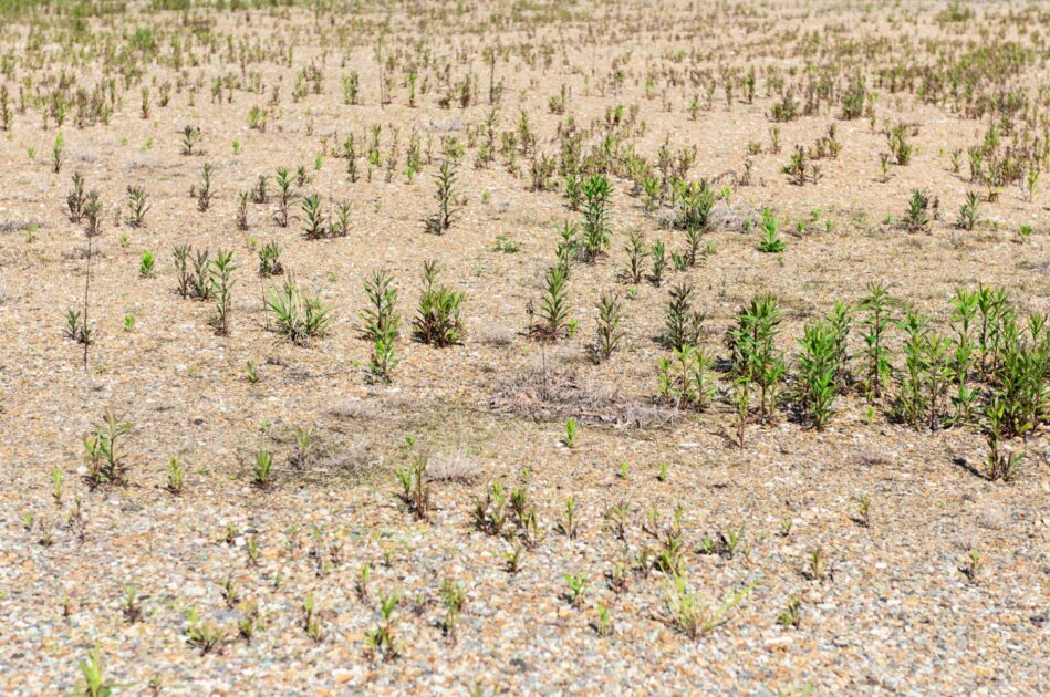 雑種地とは？おすすめの土地活用方法と注意点を解説 | 一誠商事株式会社